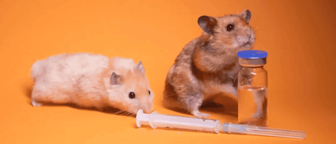 Animal Models in COVID-19 Vaccine Development Shouldn’t Go Unnoticed