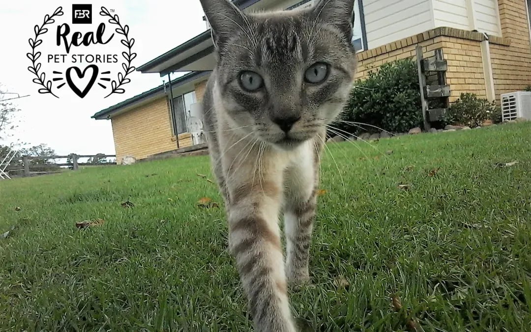 Bailey’s Story: A Reflection About My Grandcat, Family and Animal Research