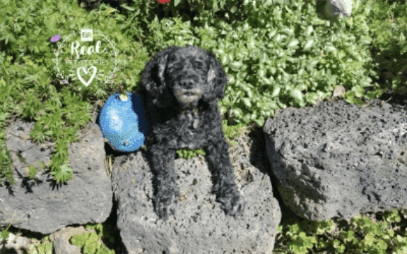 Minnie’s Story: My Cockapoo No Longer Has Seizures After Taking Medication