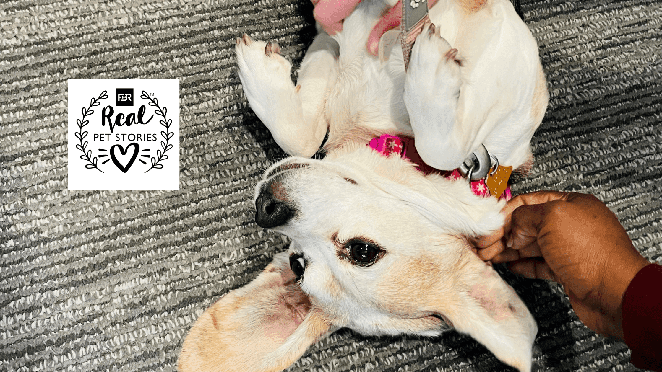 Chicken Little’s Story: From Research Hero to Beloved Family Member