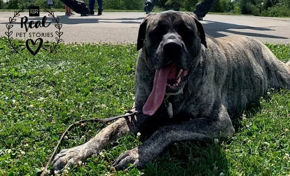 Cleveland’s Story: My Dog Had a Flea and Tick Infestation. Now He’s Healthy As Ever