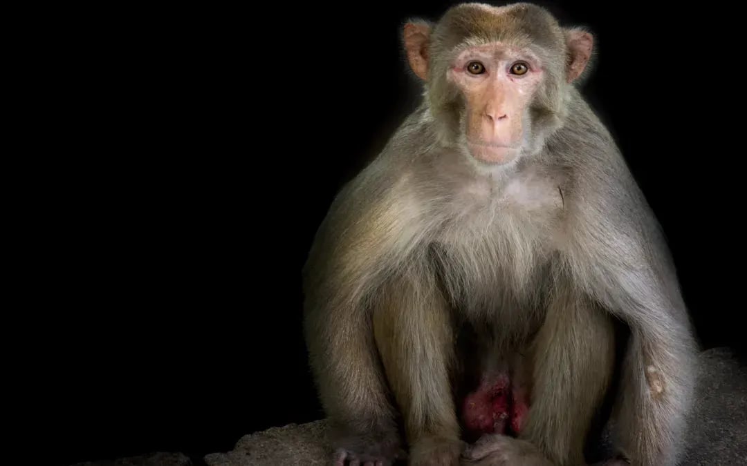 We Need Research Monkeys To Advance Medical Therapies