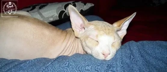 Gizmoto’s Story: Love at First Sight