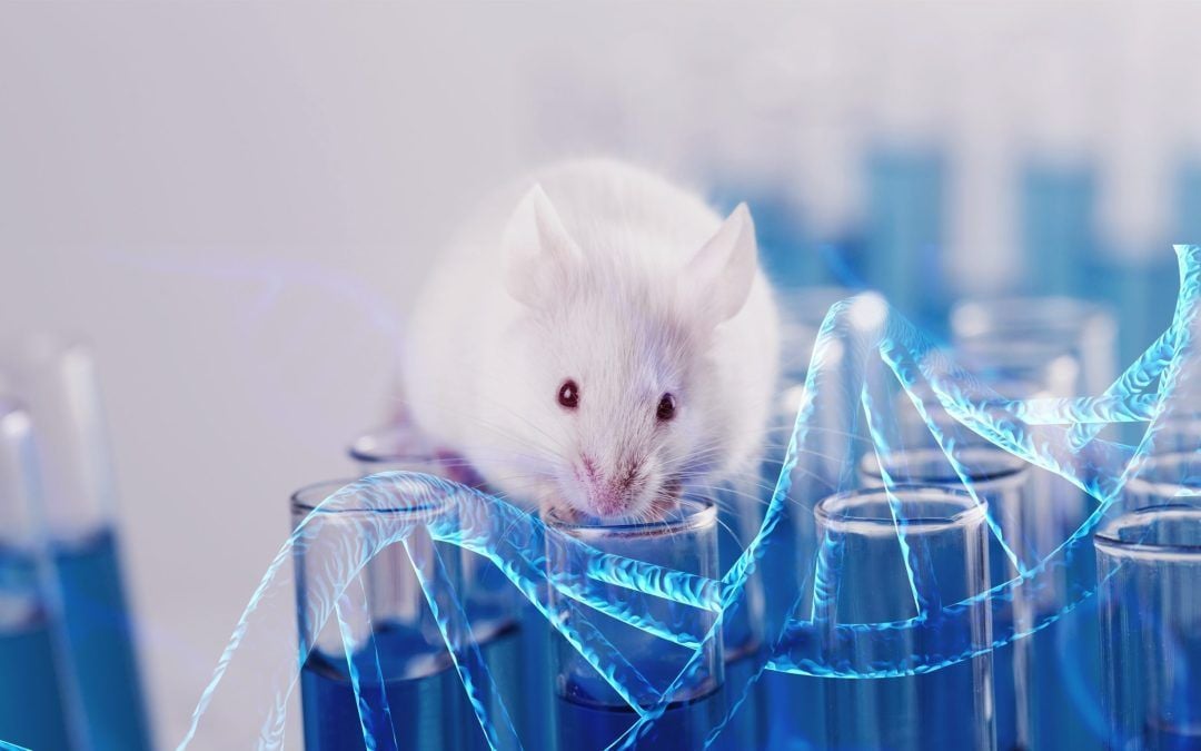 What Exactly Is a Humanized Mouse?