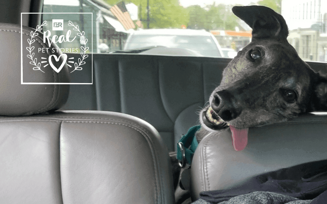 Fifi’s Story: My Retired Racing Greyhound Beat