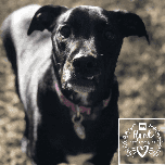 Bones’ Story: How Bones Beat Addison’s Disease