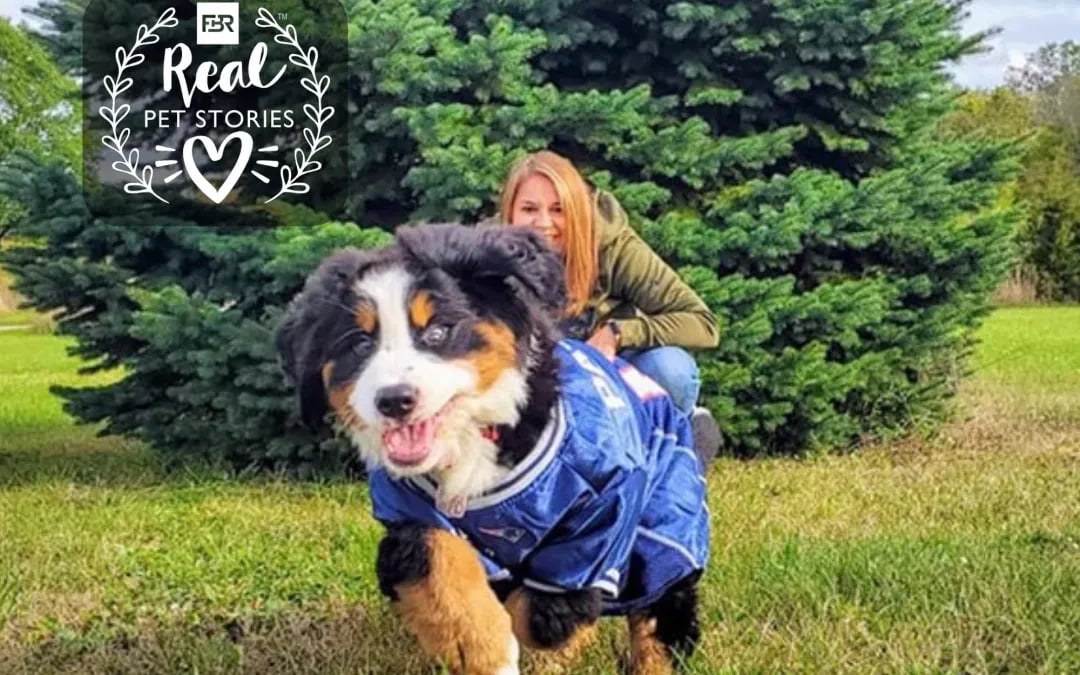 Rip’s Story: The Bernese Mountain Dog That Stole Our Heart