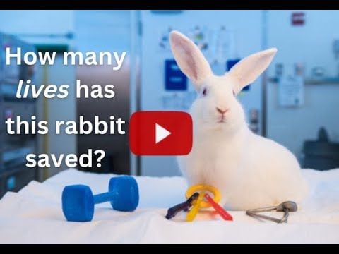 How many lives has this rabbit saved?