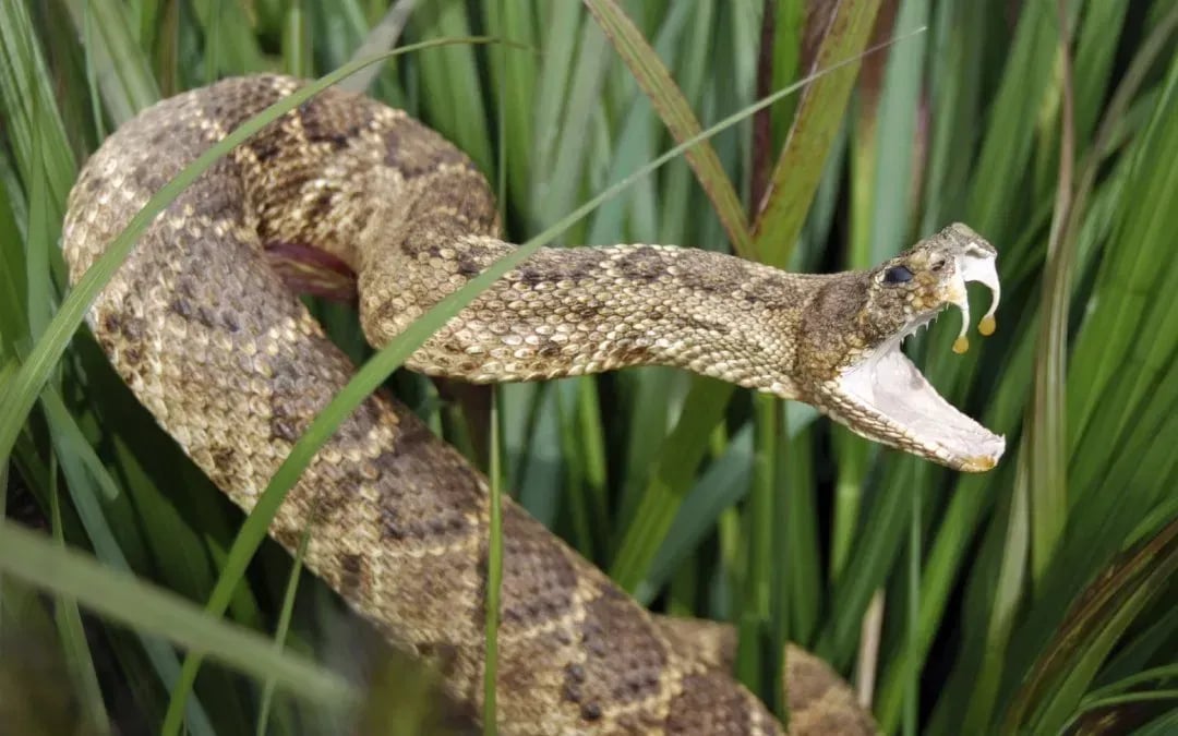 Venomous snakes are saving human lives