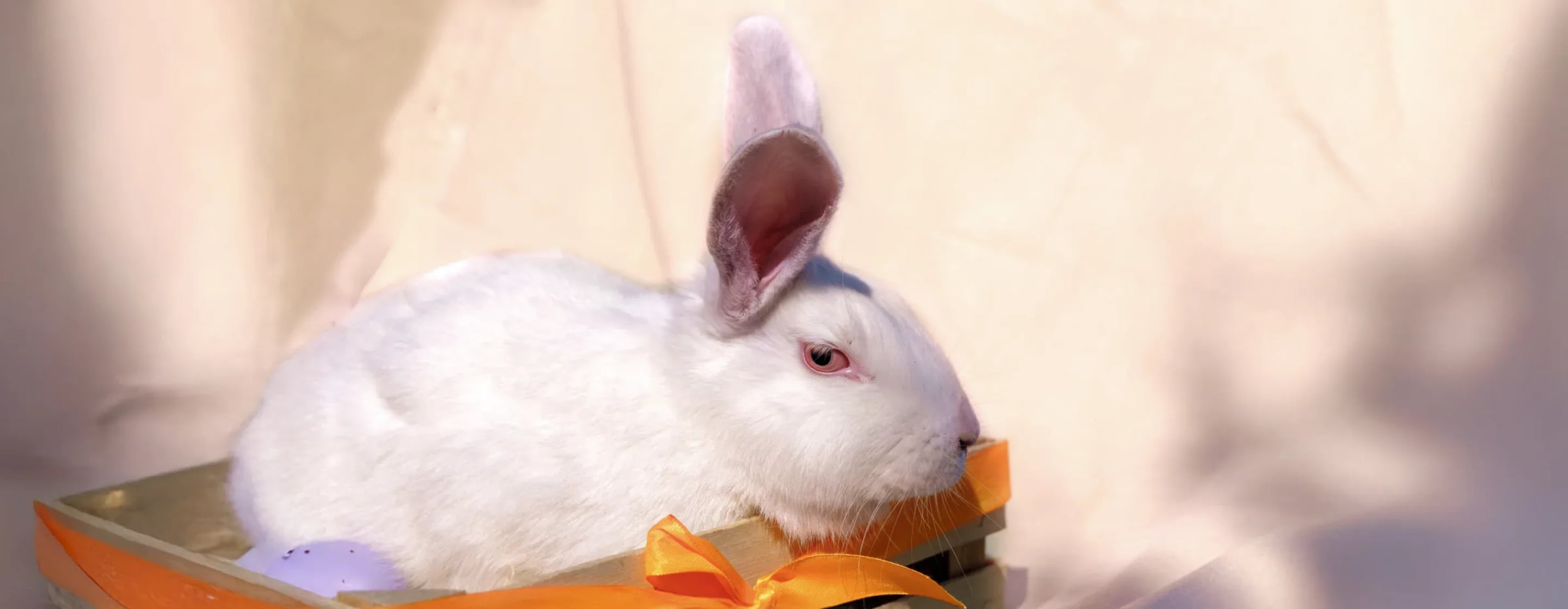 Ethical Science for People and Animals