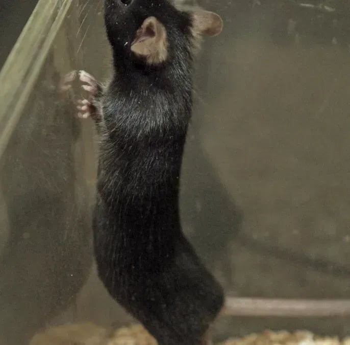 Opinion: In defense of using animals in lab research